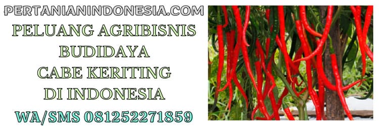 peluang bisnis,agribisnis,agrobisnis,petani,budidaya cabe keriting